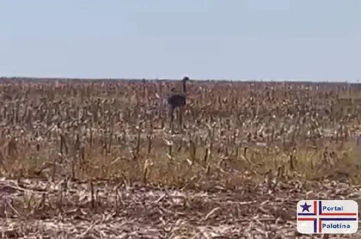 Palotina: EMA e flagrada andando em uma lavoura próximo ao Santuário Nossa Senhora da Salette (VÍDEO)