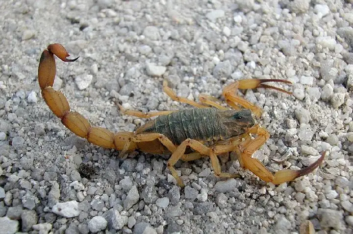 Saúde alerta para risco de acidentes com animais peçonhentos durante o verão