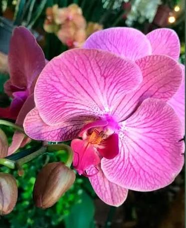Confira registros da 25ª Festa das Orquídeas e do Peixe de Maripá